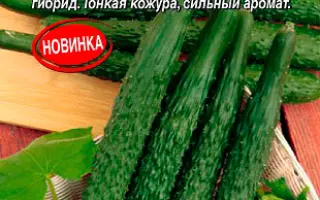 ТЕМНАЯ НОЧЬ