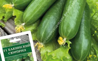 БАКИНСКИЙ СЮРПРИЗ