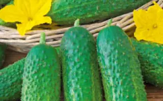 КОРЕНАСТИК