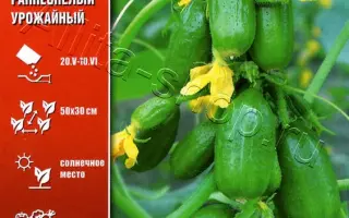 КРУГЛЫЙ УРОЖАЙ