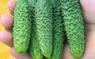 СОСЕДУ НА РАДОСТЬ