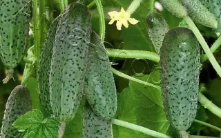 УТРЕННИЙ БУКЕТ