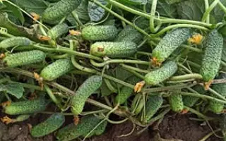 РУБИНШТЕЙН