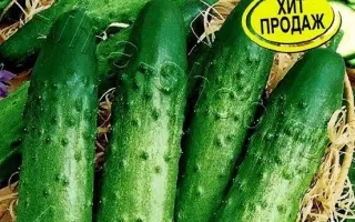 ЗЕЛЕНЫЙ МУНДИР