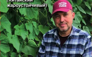 АЛЛИГАТОР 4