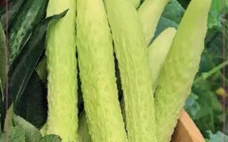 ШТАБС-КАПИТАН