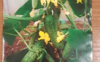 ЧЕРНОБОРОД