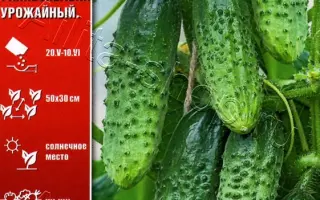 ПУЧКОВЫЙ ДЕСАНТ