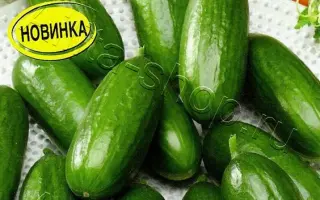 ВСЕМ НА РАДОСТЬ