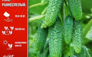 ПУЧКОВОЕ ОЧАРОВАНИЕ