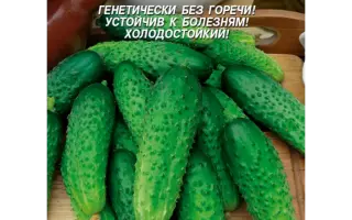 МОРЯЧОК-ХРУСТЯЧОК