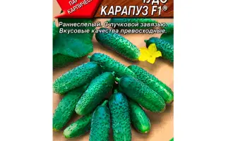 ЧУДО-КАРАПУЗ