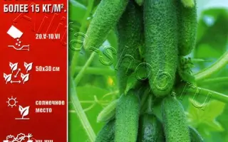 ПОДАРКИ С ГРЯДКИ