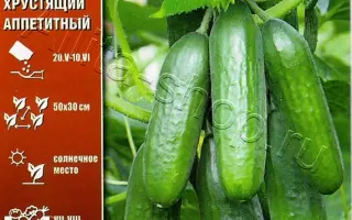 НЕОБЫКНОВЕННОЕ ЧУДО