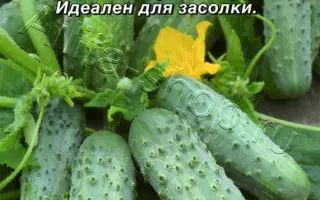 ПУПЫРЫШКИН