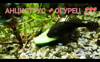 НЕОНОВЫЕ РЫБКИ