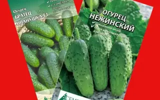 НЕЖИНСКИЙ СИБИРИ