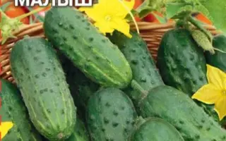 ЛЮБИМЫЙ МАЛЫШ