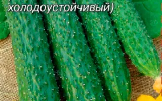 АЛЛИГАТОР 3