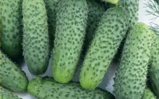 ВЕСЕЛАЯ СЕМЕЙКА