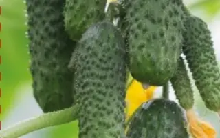 МАЛЫШИ-КАРАНДАШИ