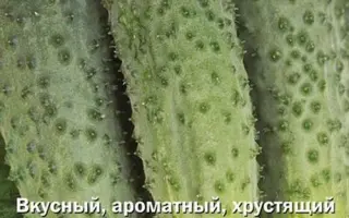 НЕУТОМИМЫЙ