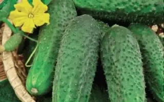 ЗЕЛЕНАЯ ЛАВИНА