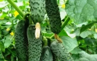 ЧАЙКОВСКИЙ