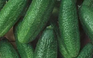 КЛАВДИЯ АГРО