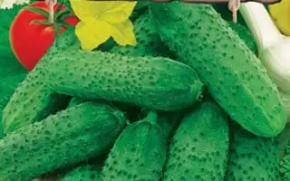 СЕМЕРО ПО ЛАВКАМ