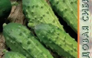 АЛТАЙСКИЙ КРЕПЫШ