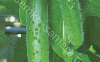 РЕФОРМАТОР