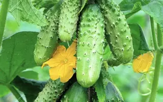 ЗЕЛЕНАЯ ГРОЗДЬ