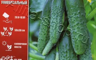 ЛЮБИМЕЦ СЕМЬИ