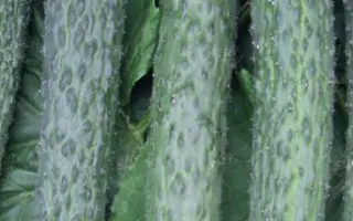 КРОКОДИЛ ГЕНА