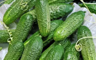 КОРНИШОН-ЗАКУСОН