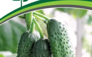 АНТИСИПАТОР