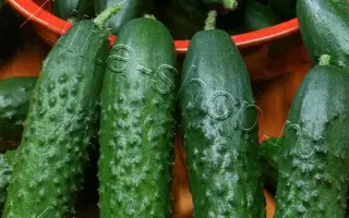 КОРОЛЬ РЫНКА