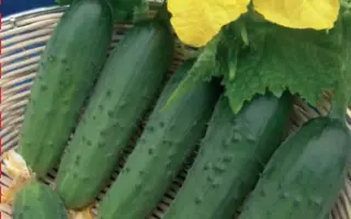 МЕНДЕЛЬСОН