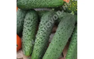 АРОМАТ ЛЕТА