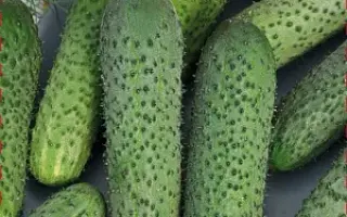 НЕУДЕРЖИМЫЙ