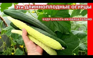 АДЗИИККАКУ