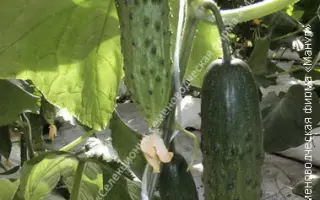 СЕЛЬСКИЕ КАНИКУЛЫ