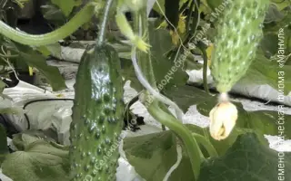 БОН АППЕТИТ