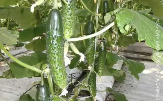 СЕРЕДИНА ЛЕТА