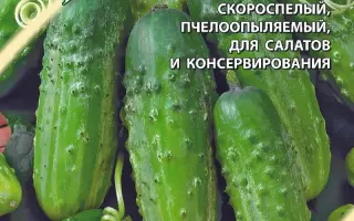 ЮЖНЫЙ ИЗУМРУД