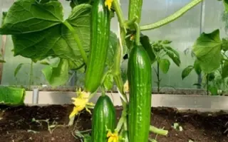 МЕСЬЕ ОЛИВЬЕ