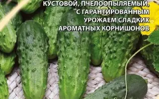 РУССКОЕ ВЕСЕЛЬЕ