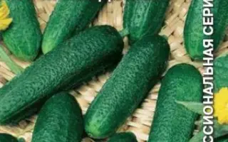 КОРНИШОН ПОДМОСКОВНЫЙ