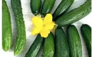 САЛАТНЫЙ ГЕРОЙ